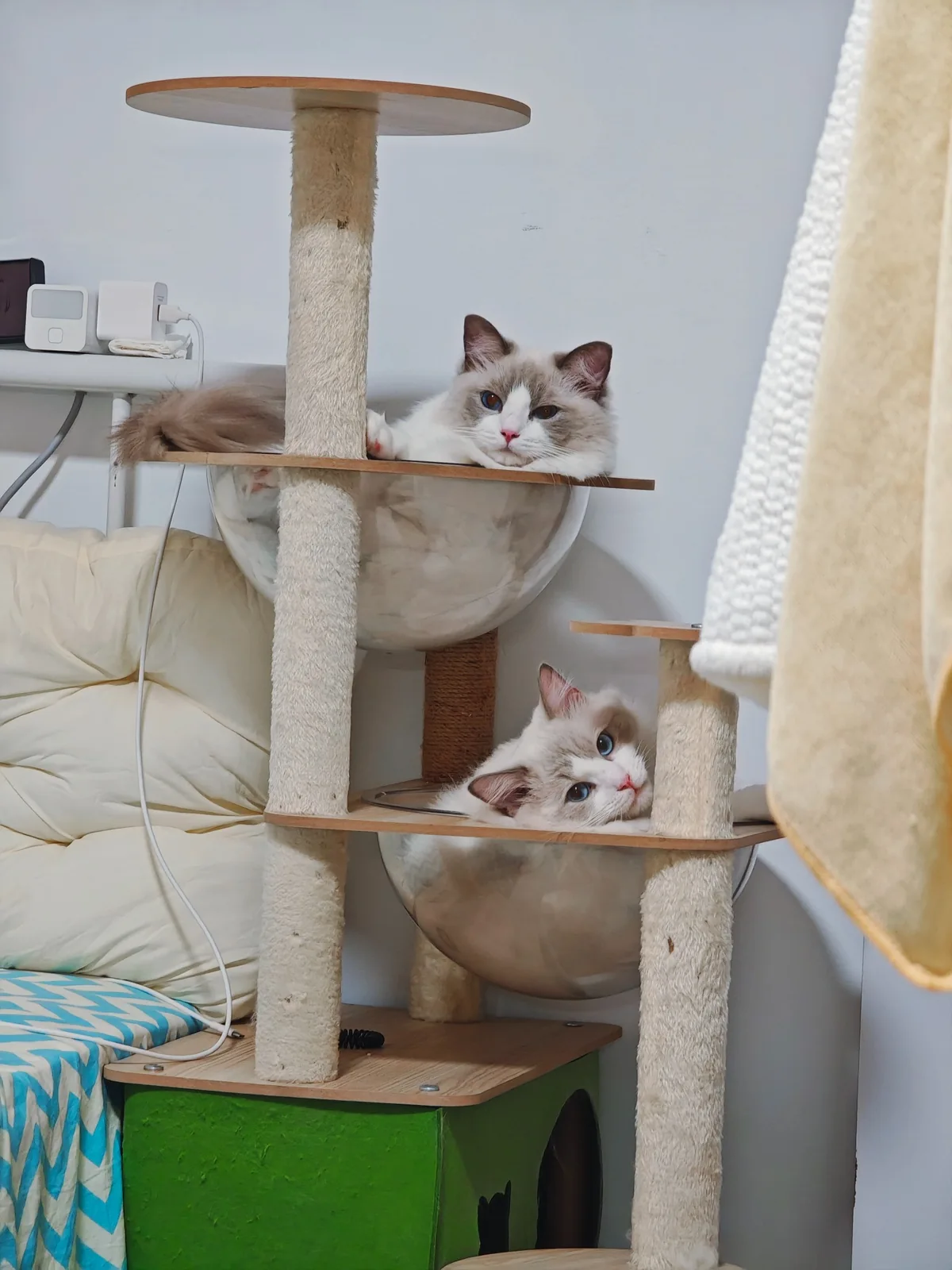 两只猫在猫爬架上